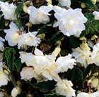 buy begonia tuber begonia pendula group white giant: £3