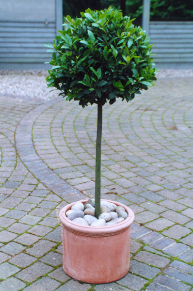 Buy bay laurel (standard) Laurus nobilis: Delivery by Crocus