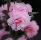 Camellia Spring Festival (cuspidata hybrid)