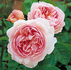 Rosa Gentle Hermione ('Ausrumba') (PBR)