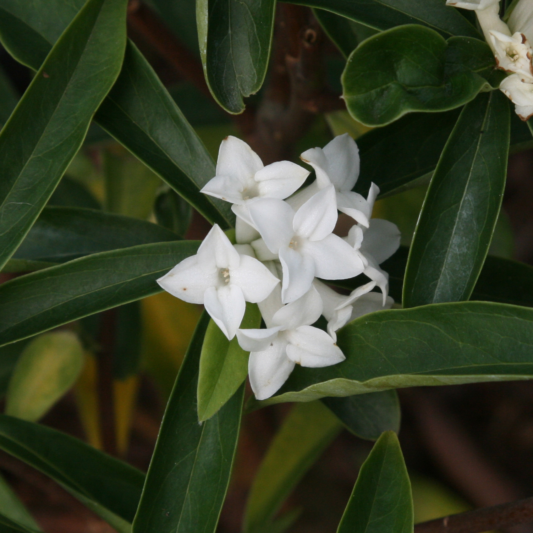 Волчеягодник белый (Daphne mezereum var. Alba)