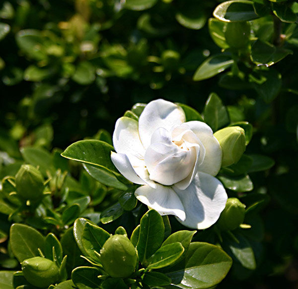 Buy Gardenia Gardenia 'Crown Jewel (PBR)': Delivery By Waitrose Garden ...