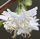 Lonicera × purpusii Winter Beauty