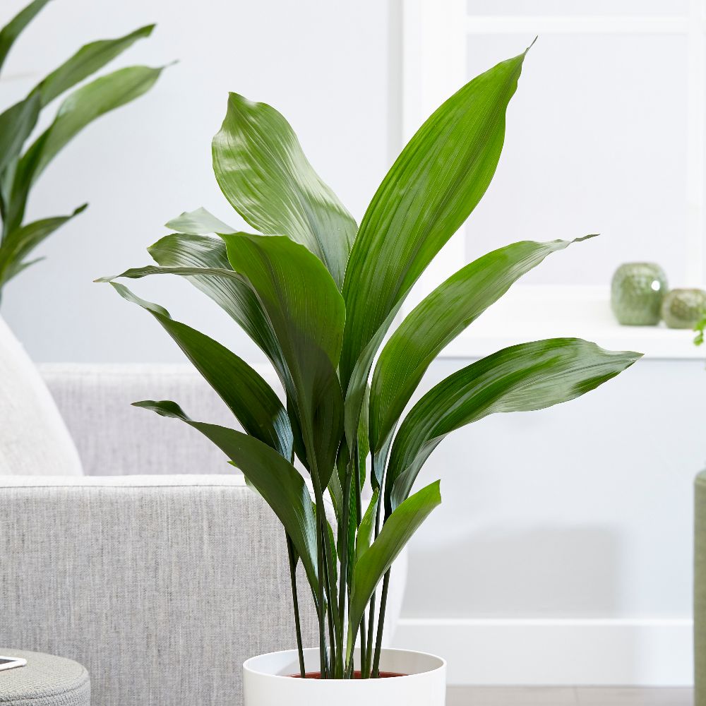 Buy aspidistra / cast iron plant Aspidistra elatior