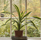 Dracaena fragrans (Deremensis Group) Lemon Lime