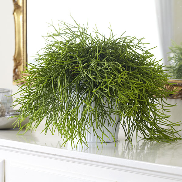 buy mistletoe cactus syn rhipsalis cassutha rhipsalis christmas cactus plant for sale