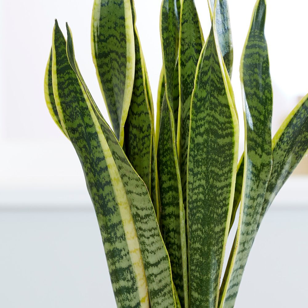 Buy mother-in-law's tongue / variegated snake plant Sansevieria ...