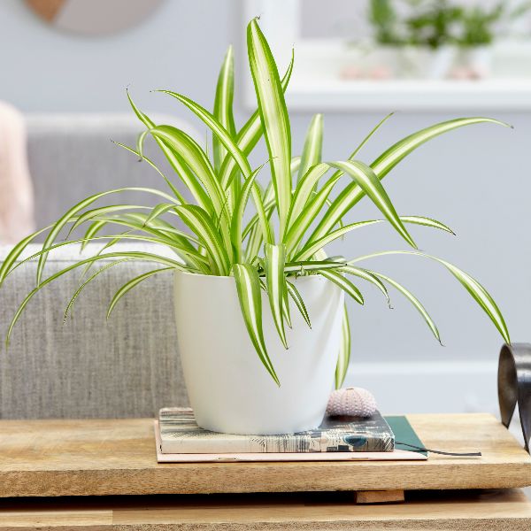 Image result for spider plant