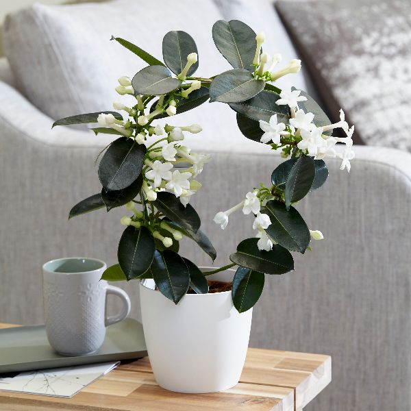  Buy  stephanotis Stephanotis floribunda Delivery by Crocus