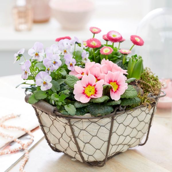 Buy a potted collection for spring pink Garden trug 'with pink spring