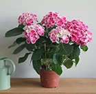 Hydrangea macrophylla Tivoli Pink