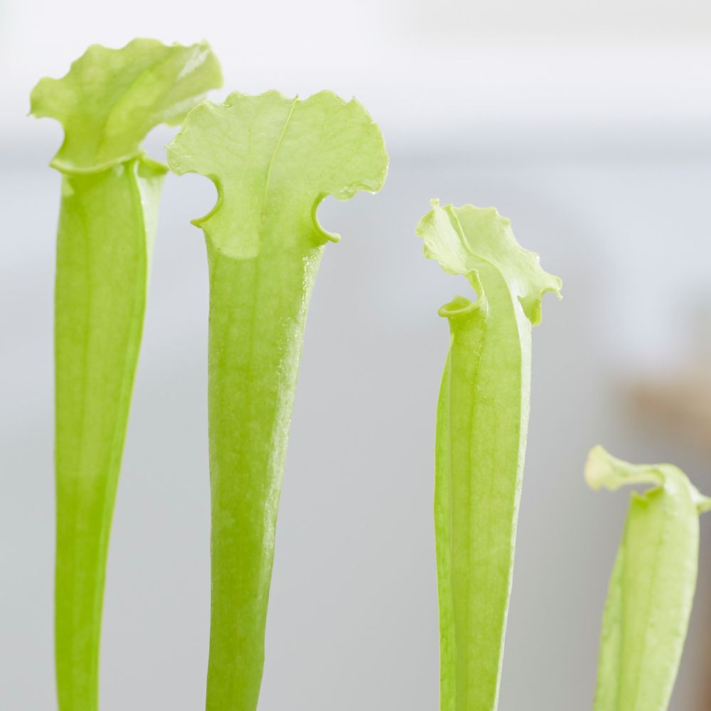 Buy yellow fly killing pitcher plant Sarracenia flava
