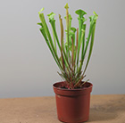 Sarracenia flava