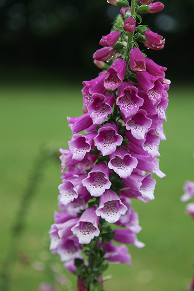 Buy Foxglove Digitalis Purpurea 'Dalmatian Purple (Dalmatian Series ...