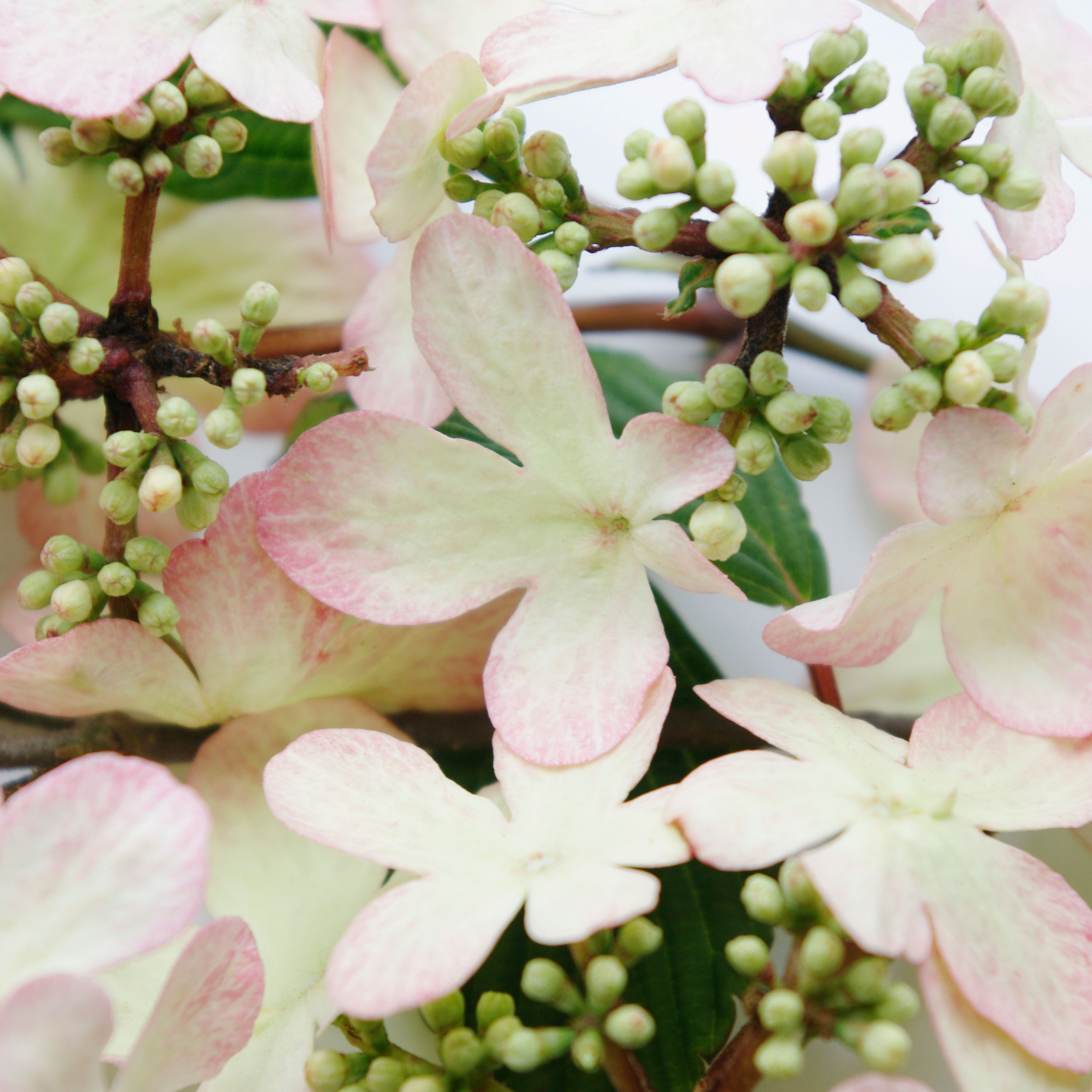 Buy RHS Chelsea Flower Show Plant of the Year 2015 Viburnum plicatum f. 'tomentosum Kilimanjaro