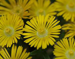 Delosperma Golden Wonder ('Wowd20111') (Wheels of Wonder Series) (PBR) (ice plant)