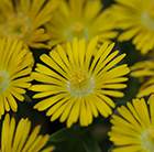 Delosperma Golden Wonder ('Wowd20111') (Wheels of Wonder Series) (PBR)