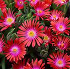 Delosperma Jewel of Desert Garnet (PBR) (Jewel of Desert Series)