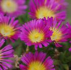 Delosperma nubigenum Hot Pink Wonder ('Wowdry1’) (PBR) (Wheels of Wonder Series)