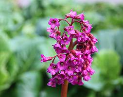 Bergenia 'Abendglut' (elephant's ears) Bergenia 'Abendglut' (elephant's ears)