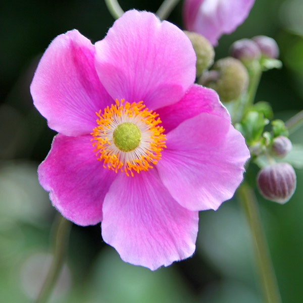 Buy Japanese anemone Anemone hupehensis 'Bowles's Pink': Delivery by ...