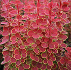 Berberis thunbergii Orange Sunrise (PBR)