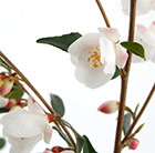 Camellia rosthorniana Cupido ('Elina') (PBR)
