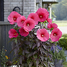 Hibiscus moscheutos Carousel Pink Passion (Tahi16') (PBR)