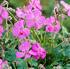 Geranium × cantabrigiense Westray (PBR)