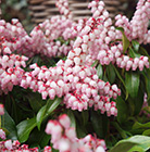 Pieris japonica Pink Passion ('opstal 69') (PBR)