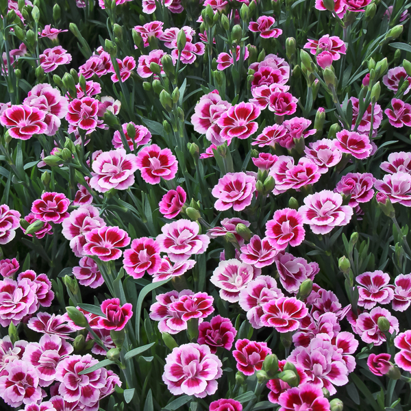 Buy pink Dianthus 'Pink Kisses ('Kledg12163') (PBR)': Delivery by ...