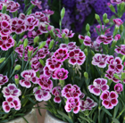 Dianthus Pink Kisses ('Kledg12163') (PBR)