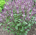 Ocimum basilicum Cinnamon