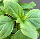 Ocimum basilicum Thai