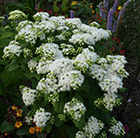 Eupatorium rugosum Lucky Melody ('Allmelody') (PBR)