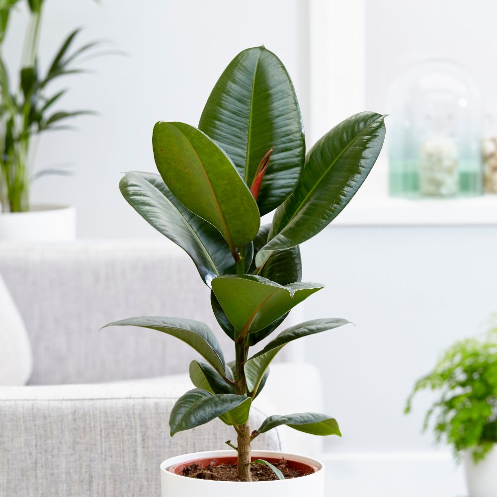 Buy rubber plant Ficus elastica 'Robusta': Delivery by Crocus