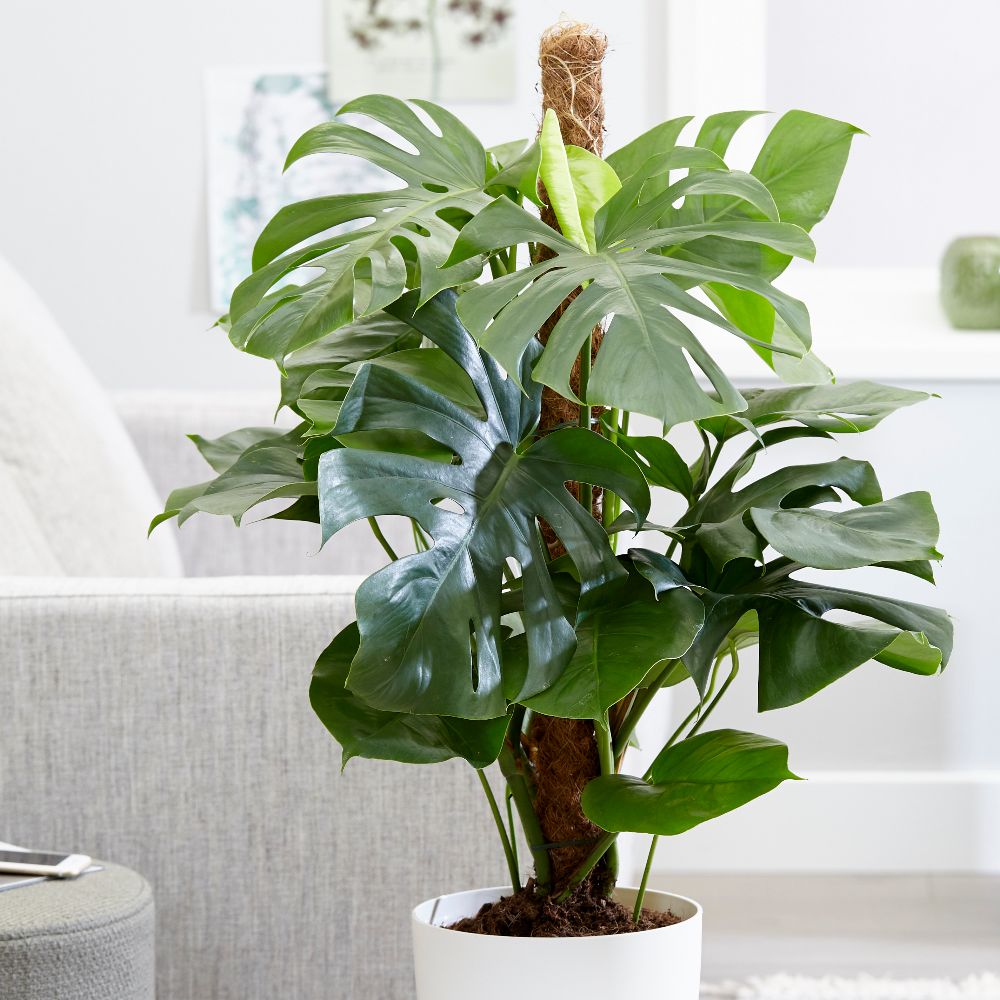 Buy swiss cheese plant Monstera deliciosa Delivery by Waitrose Garden