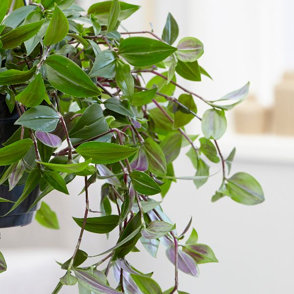 wandering jew plant buy