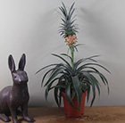 Ananas comosus Champaca
