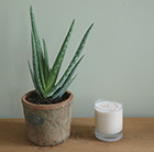 Aloe vera
