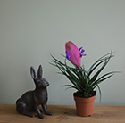Tillandsia cyanea