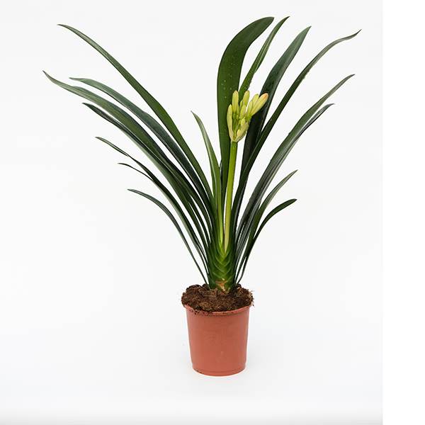 Buy kaffir lily Clivia miniata Delivery by Crocus