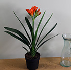 Clivia miniata