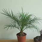 Phoenix roebelenii