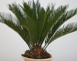 Cycas revoluta (sago palm) Cycas revoluta (sago palm)