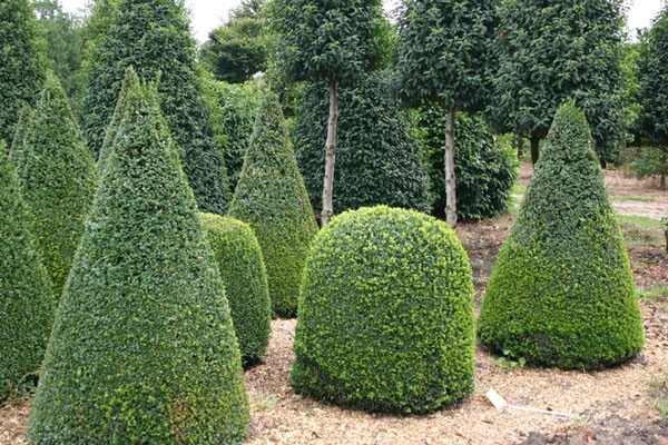 Buy common box - cone Buxus sempervirens: Delivery by Crocus