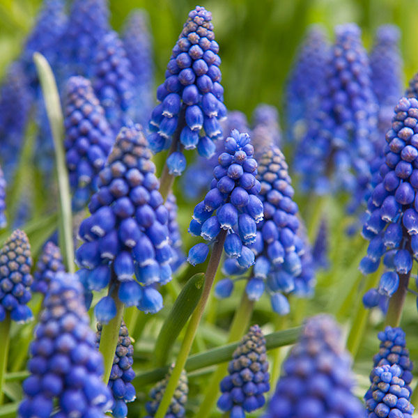 Buy Grape Hyacinth Bulbs Muscari Armeniacum: Delivery By Crocus