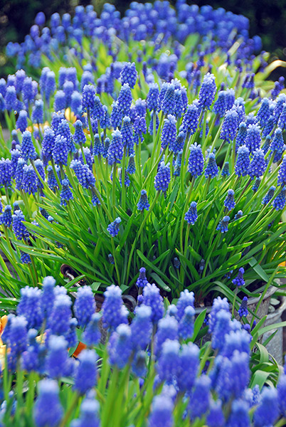 Buy grape hyacinth bulbs Muscari armeniacum