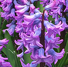 Hyacinthus orientalis Purple Star