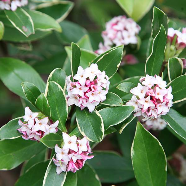 Buy daphne Daphne odora �Aureomarginata� Delivery by Crocus